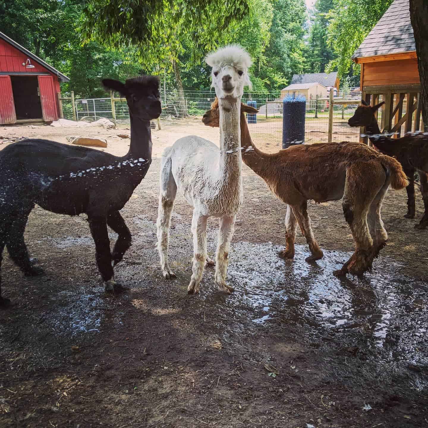 Creating An Enriching Life For Alpacas - The Open Sanctuary Project