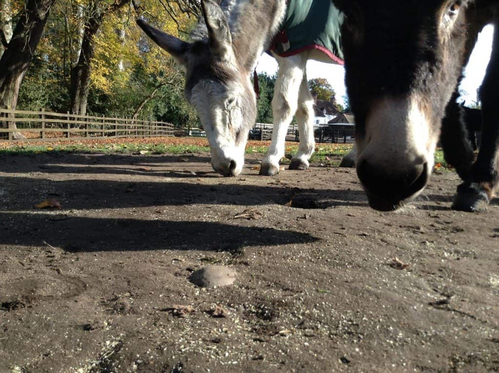 Two donkeys sniff the ground where dried herbs have been sprinkled.