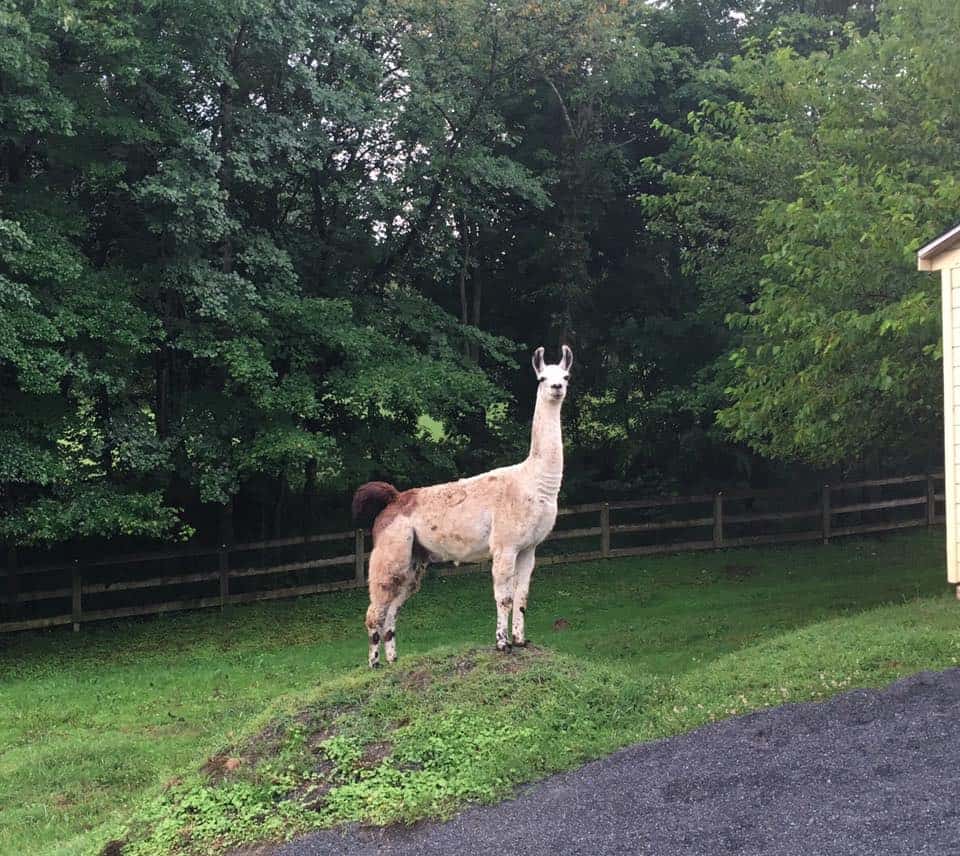 Llama stands on mound.
