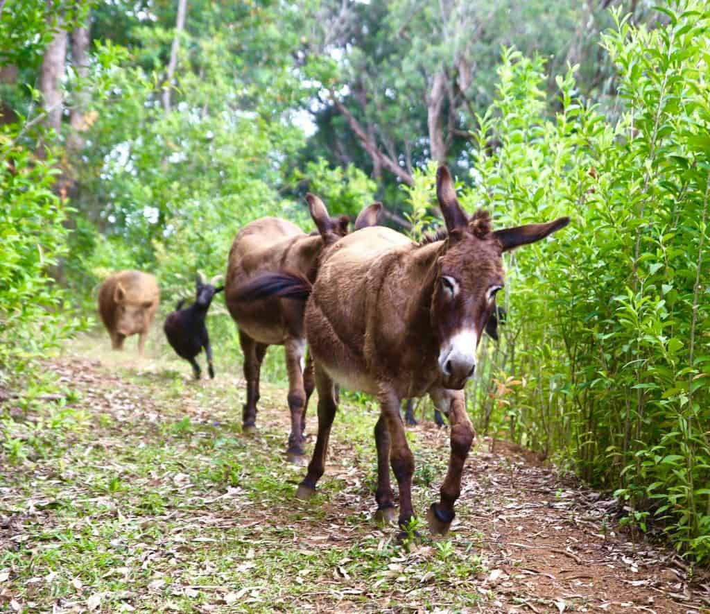 Donkeys, with a pig and a goat trailing behind, walk through a lush, green forest area, following their caretaker.