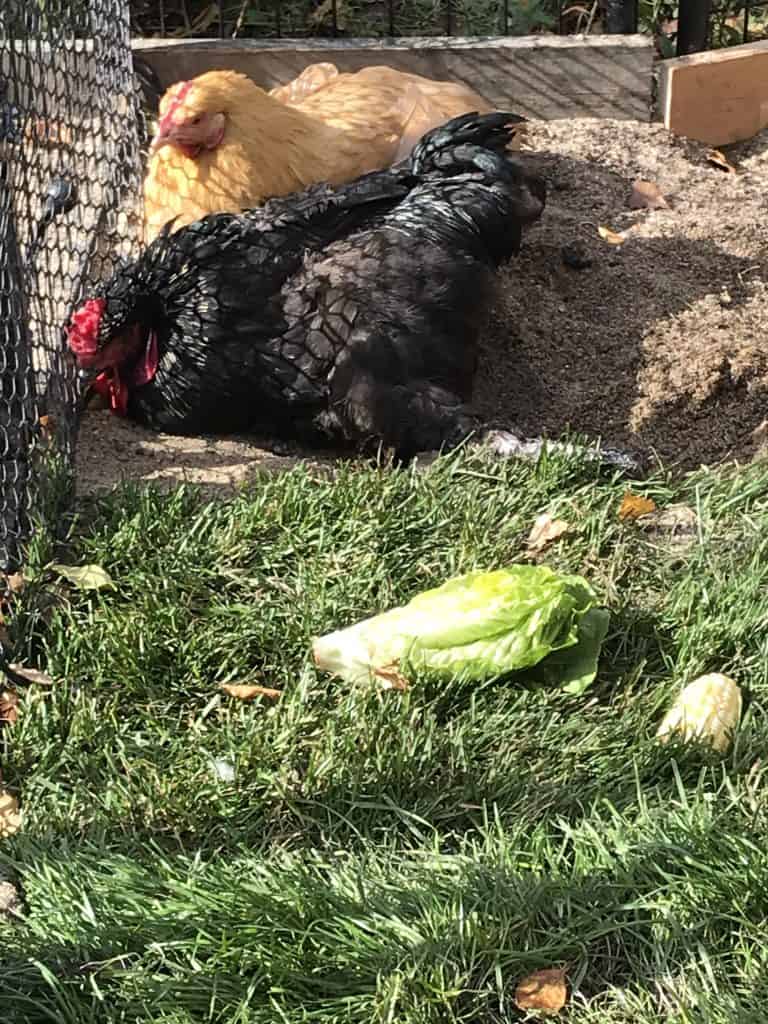 A buff hen and black rooster lie in an outdoor pen and look through vinyl fencing with small hexagon-shaped openings. They lie in the sand but have soft grass nearby, as well as a head of romaine and part of an ear of corn.