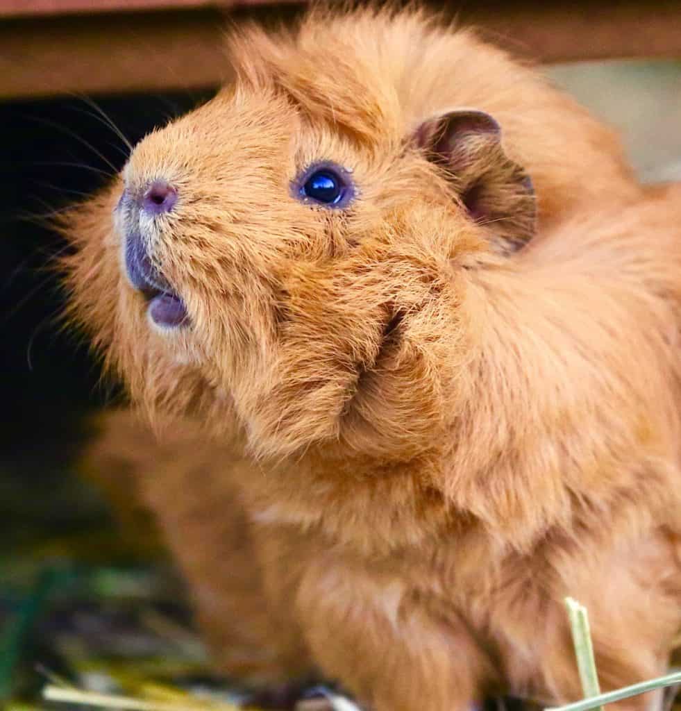a blonde cavy