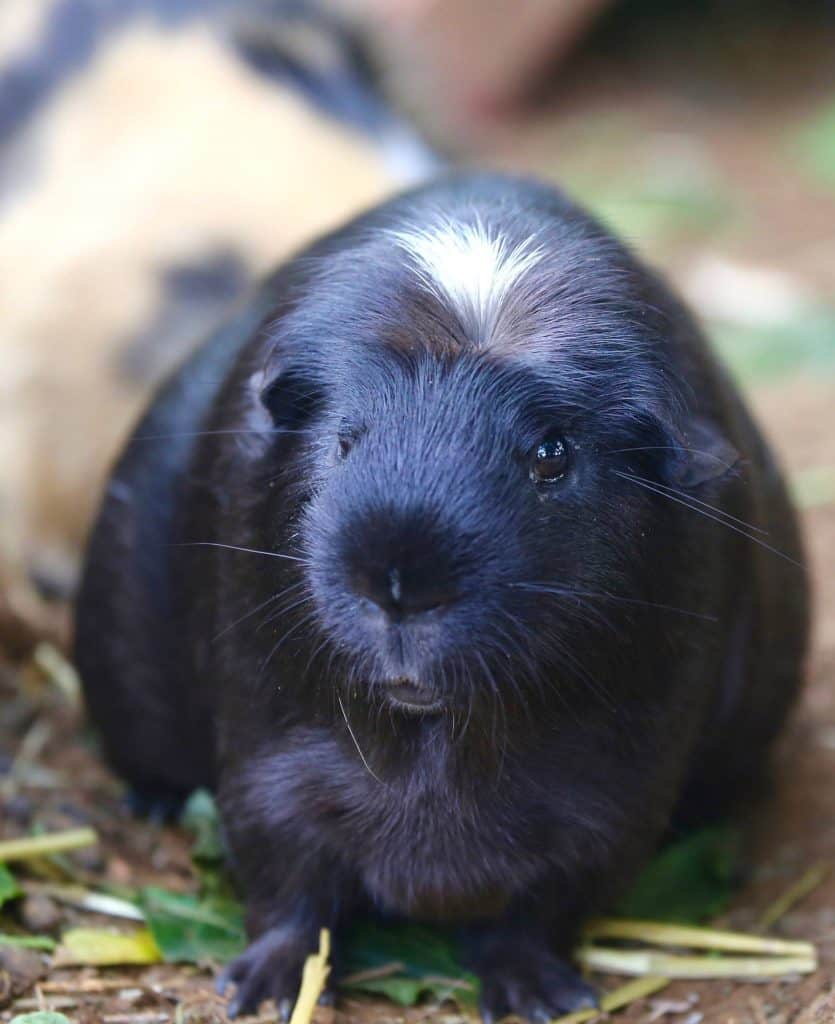 a black and white cavy on hay