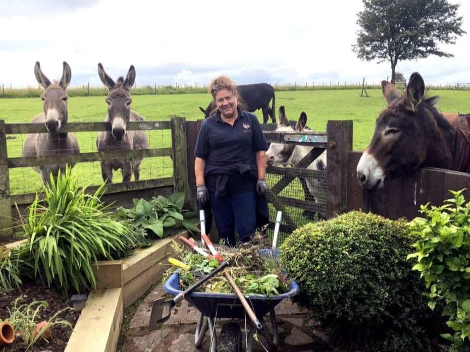 Multiple donkeys watch a caregiver work on landscaping at the sanctuary