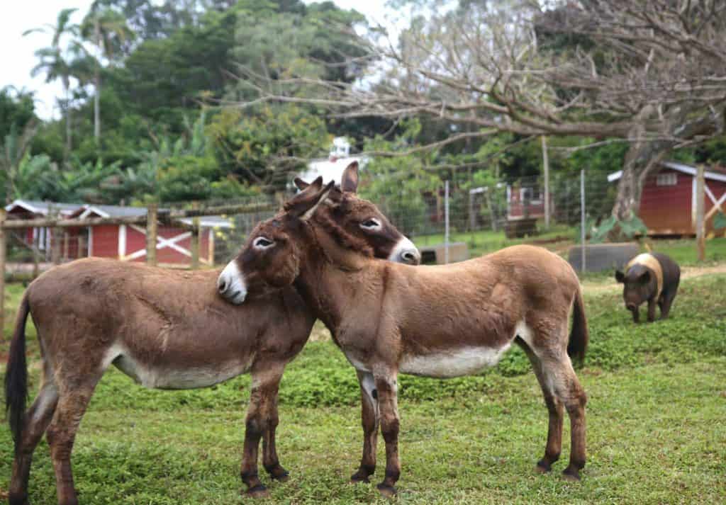 two brown donkey grooming one another.