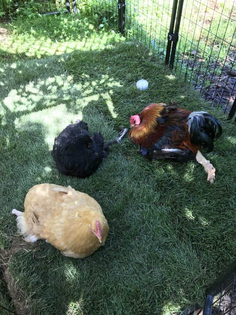 Three disabled chickens lie in fresh green sod- one buff hen faces forward, a black rooster preens his feathers, and a large red rooster lays with his left leg stretched behind him.