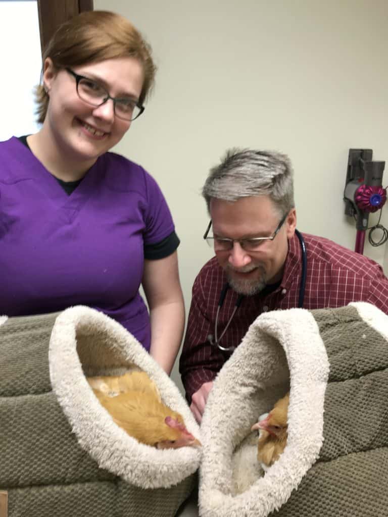 A veterinarian and veterinary technician stand behind two buff orpington chickens who are sitting in coordinating soft baskets facing each other.