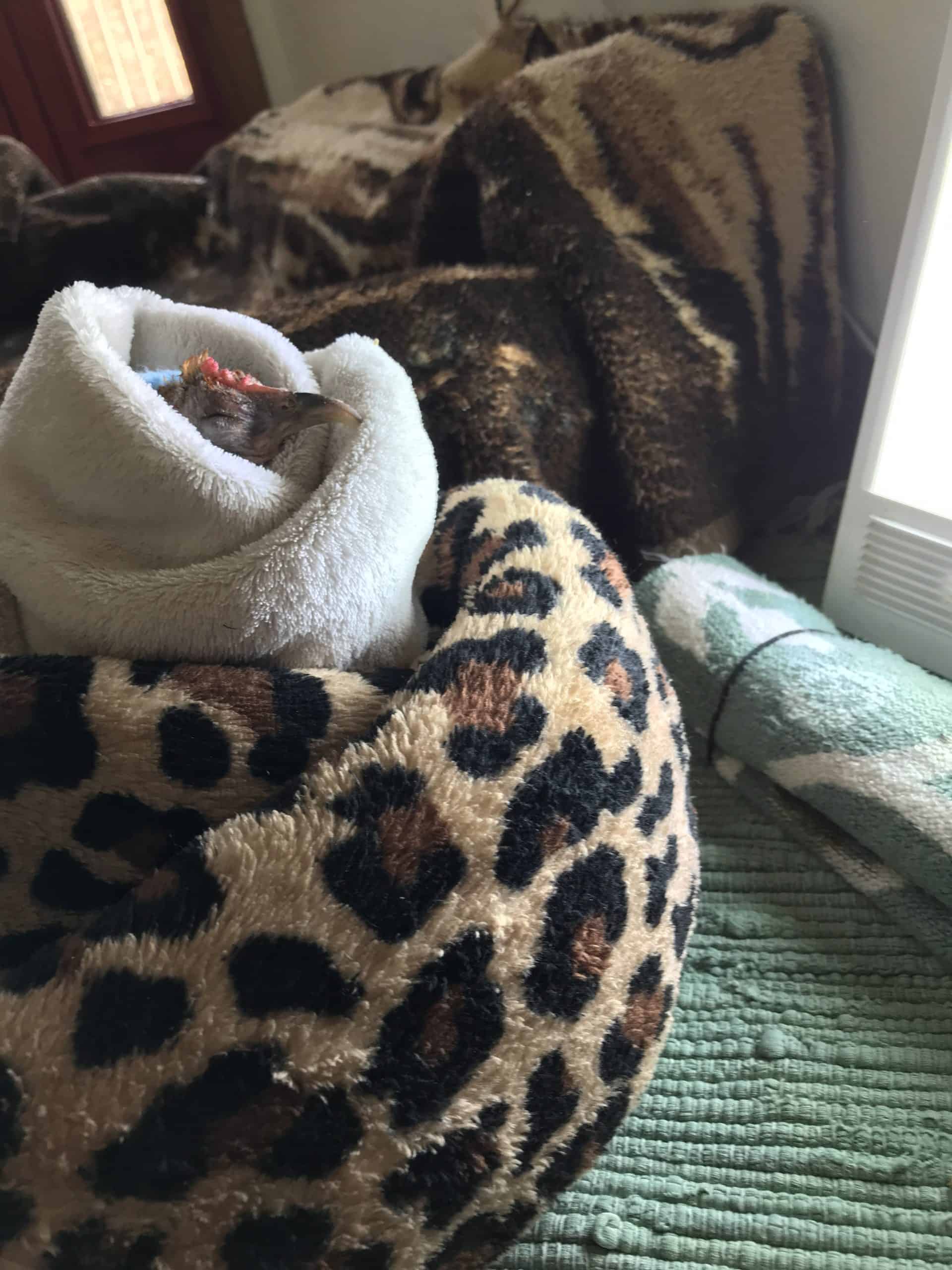 A small hen’s head pokes out of a white plush blanket that is nestled inside a nest made from a folded cheetah print blanket. Her eyes are closed.