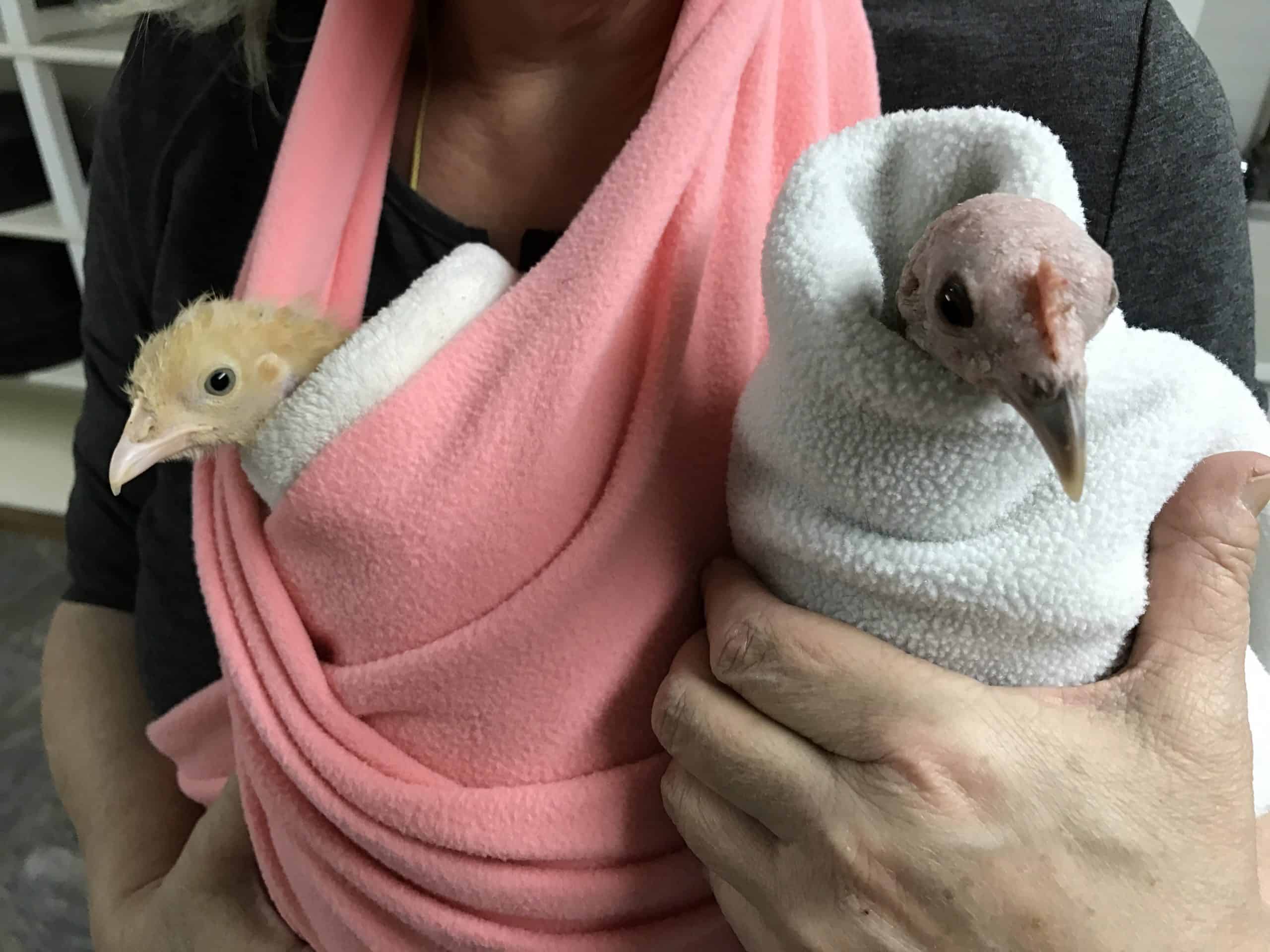 A pink fleece blanket creates a sling that hangs around a caregiver's neck and holds a small buff chicken. A small chicken with a featherless head is wrapped in a blanket and held in the caregiver's hand.