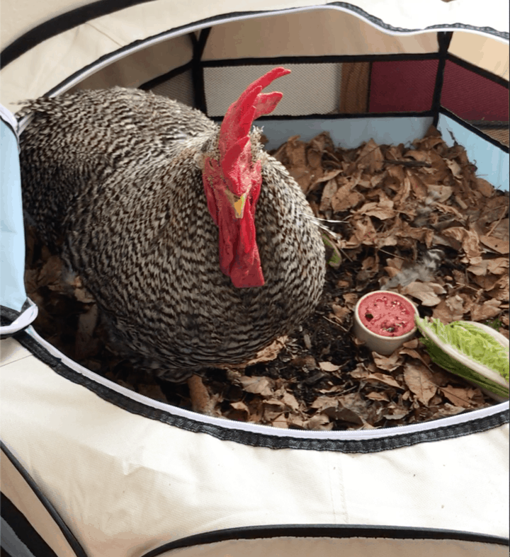 A black and white rooster stands in a soft playpen filled with dried leaves and has a small head of romaine and a half a tomato in a dish as a snack.