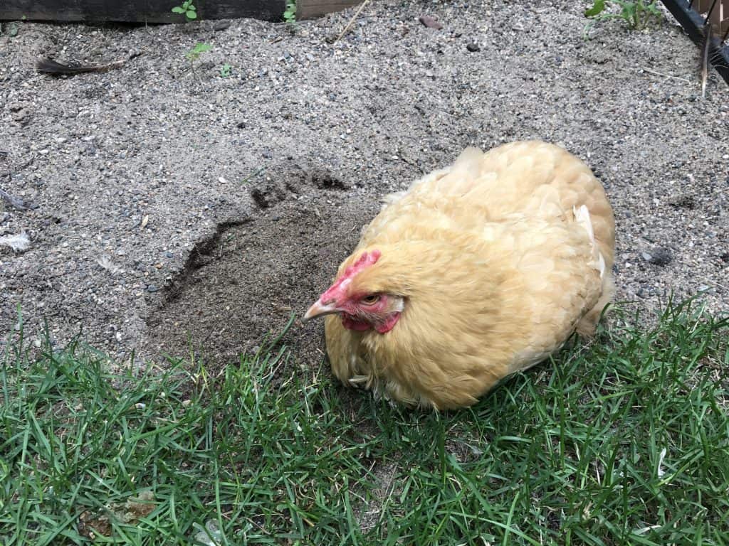 A buff hen sits with most of her body in an area of sand and her chest touching an area of soft green grass.