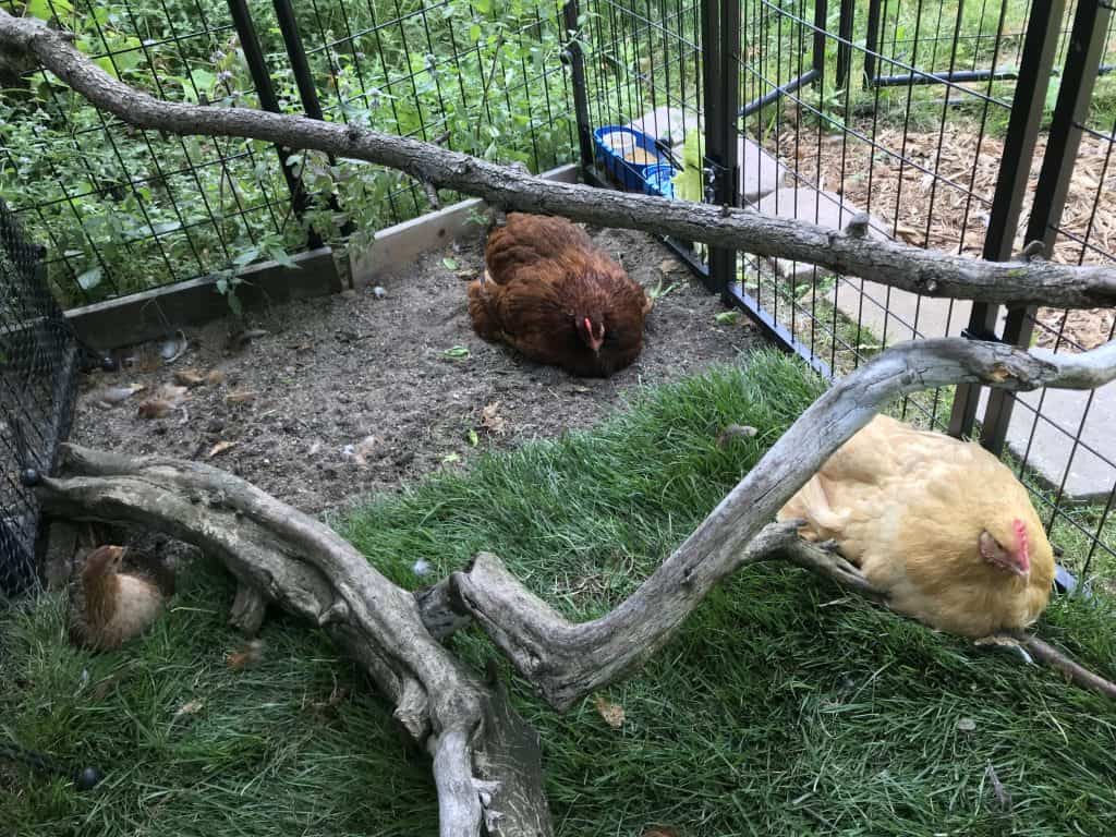 Three hens sit outdoors in a modular pen. A small bantam lays in the grass near a large, gnarly piece of wood. A red hen sits in the sand, and a buff hen sit in the grass under an old piece of wood that has been arranged to form an arch. 