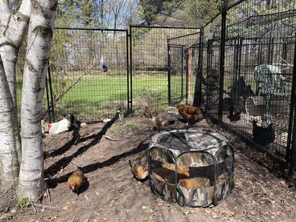 Two buff hens sit in a playpen setup inside a large modular pen. Five chickens can be seen in the large pen with one small gold and brown hen looking through into the playpen.
