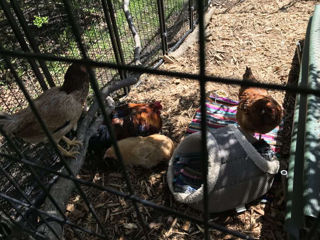 Looking through the pen grates, four chickens lounge in the shaded corner of a pen. One hen stands on a perch made of a twisted branch, a buff hen and red rooster lie next to each other under the branch, and nearby a red hen stands on a rag rug facing a cushioned basket. 