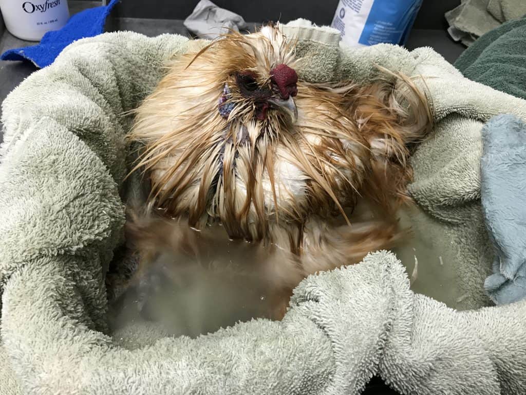 A golden Silkie rooster sits in a shallow dish tub lined with large bath towels and filled with a few inches of water.
