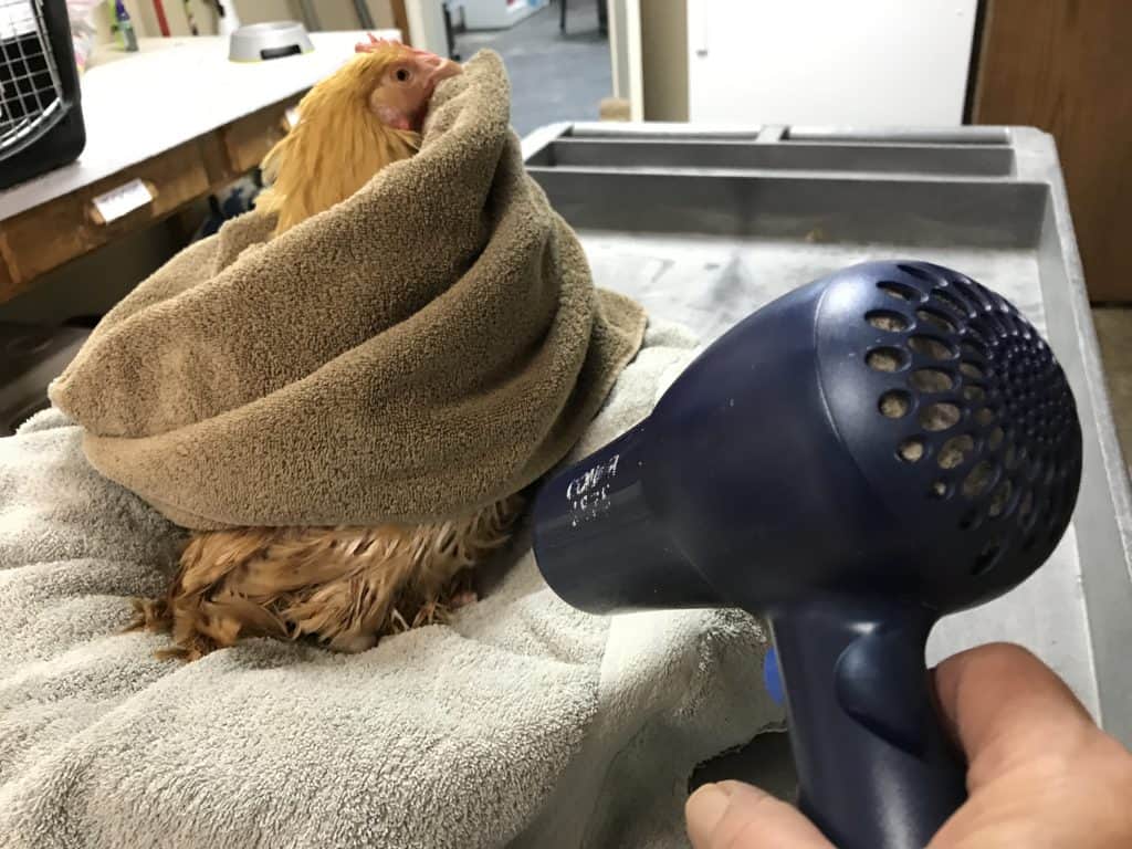 A buff hen wrapped in a towel sits in a feed pan lined with a towel while her caregiver uses a hairdryer to dry her feathers.