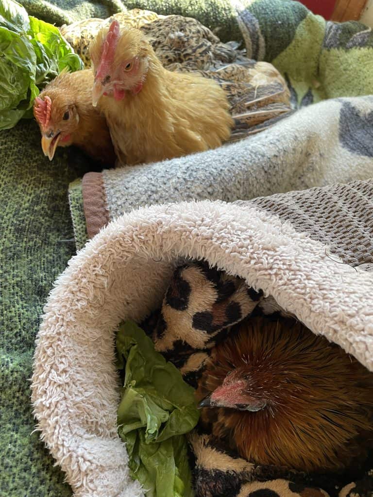 In the foreground, a small bantam hen sits in a cushioned basket with a few leaves of romaine in front of her. In the background two hens sit next to each other and look towards her.