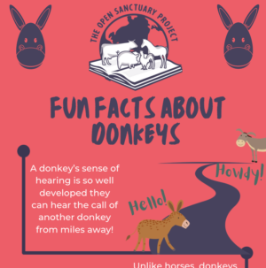Donkeys Archives - The Open Sanctuary Project