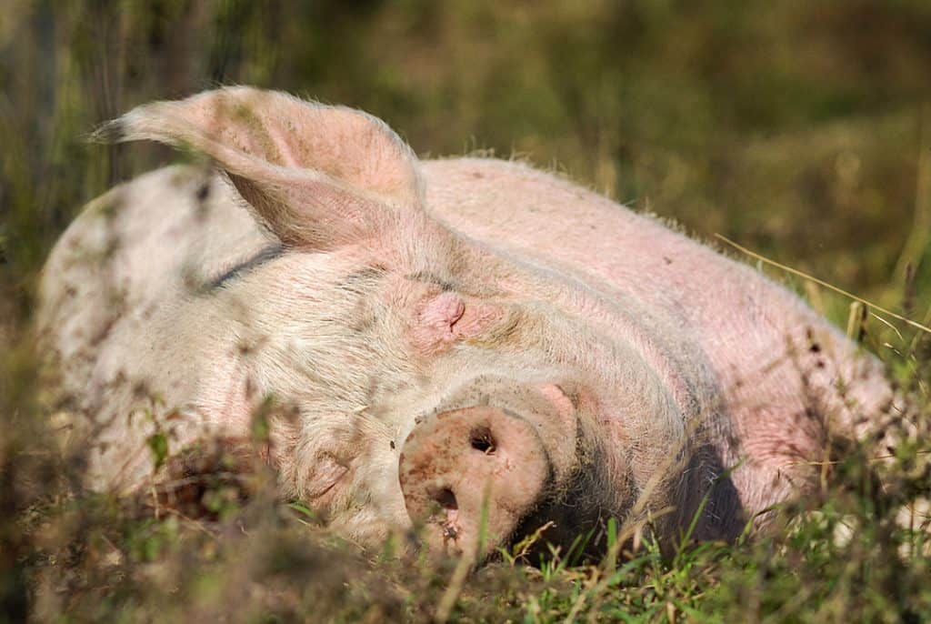 A pig rests in the grass with her eyes closed.