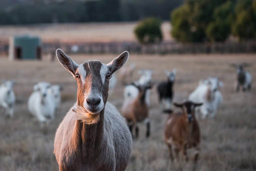 A brown and white goat stands in a pasture facing the camera. Behind them, out of focus, are 10 other goats. 