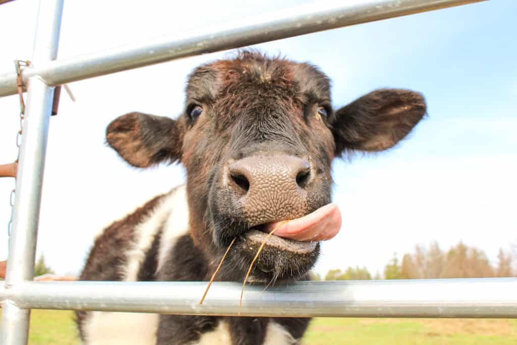 A brown and white cow is looking between two bars of a fence. The cow has their tongue sticking out.