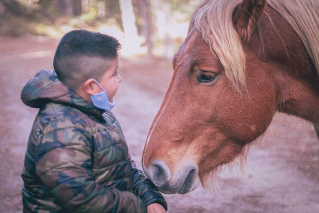 Child in a black, brown and green coat is looking at a brown horse who is looking back at the child.