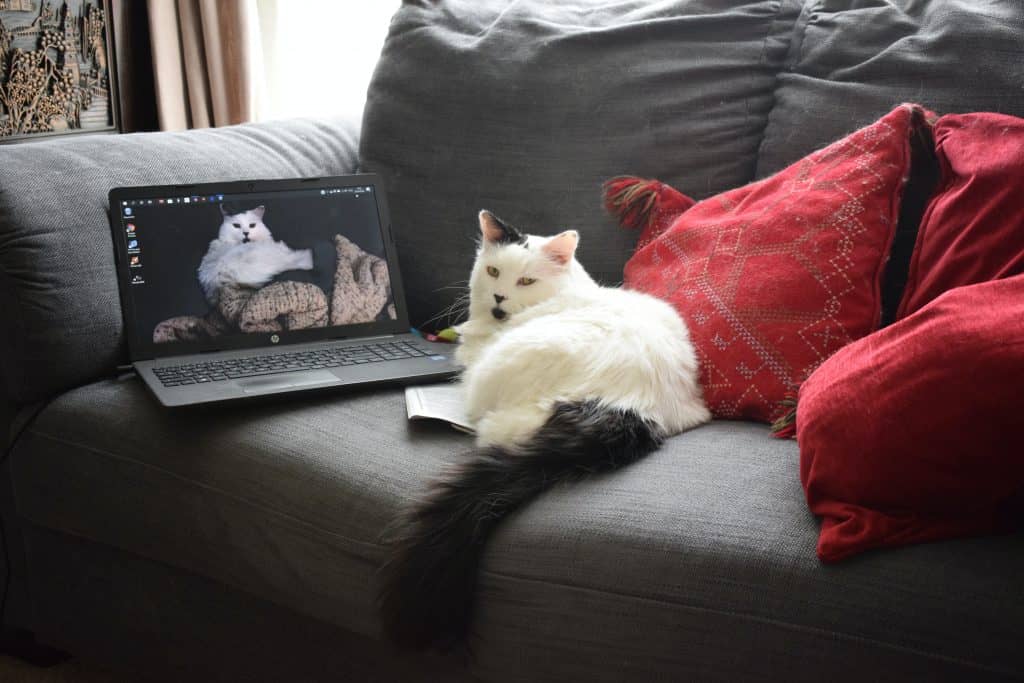 A white and black cat is lying on a grey couch with red pillows next to a laptop that has a photo of the same cat on the screen.
