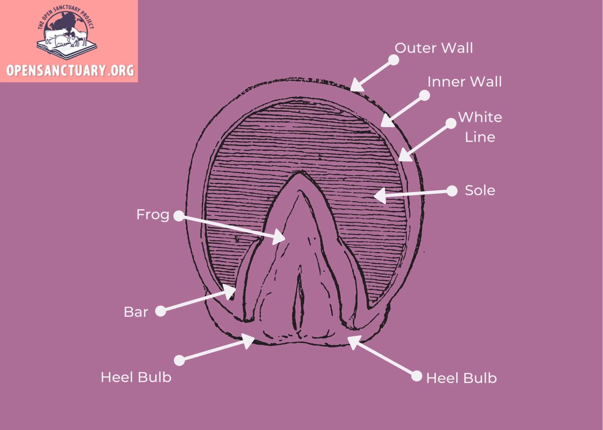 Anatomical Terms for Equine (Horse) Diagram