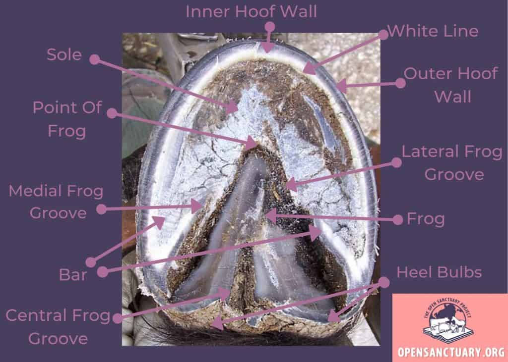 A diagram of the bottom of a horse's hooves with labeled structures.