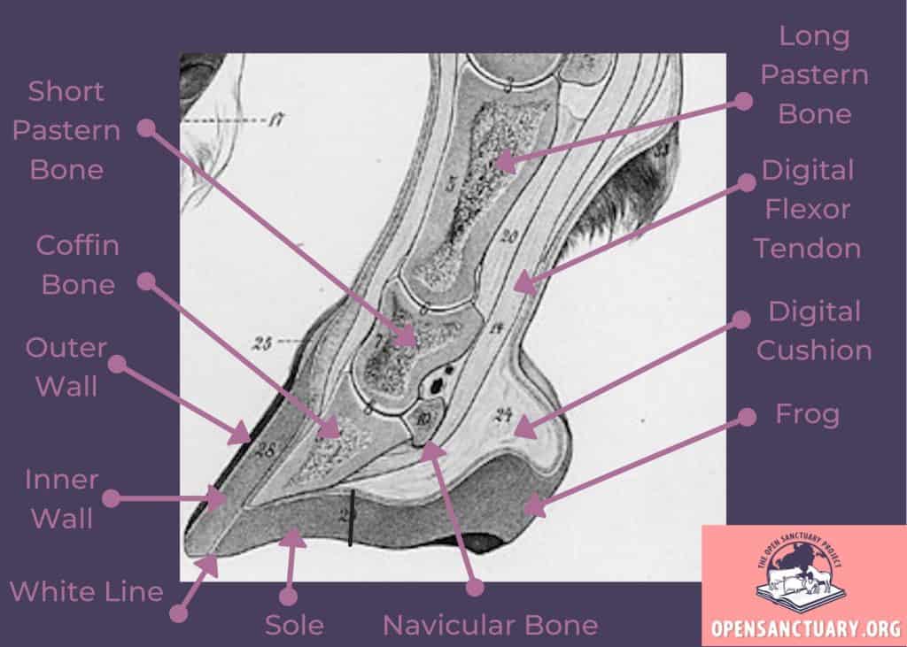 A diagram of the internal structures of a horses hoof and lower leg.