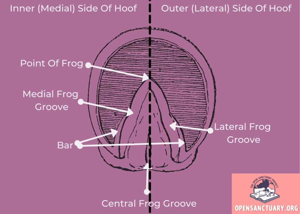 Diagram of the bottom of a hoof.