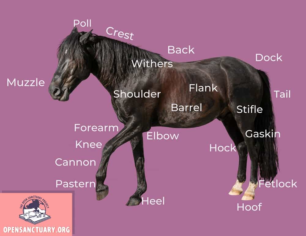 Diagram of a horse with names of body parts over the associated areas.