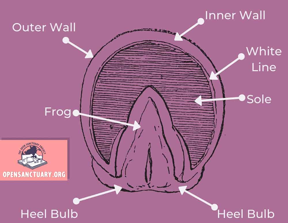 Diagram of the bottom of a horse's hoof.