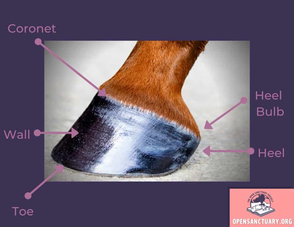 A side view of a horse's hoof