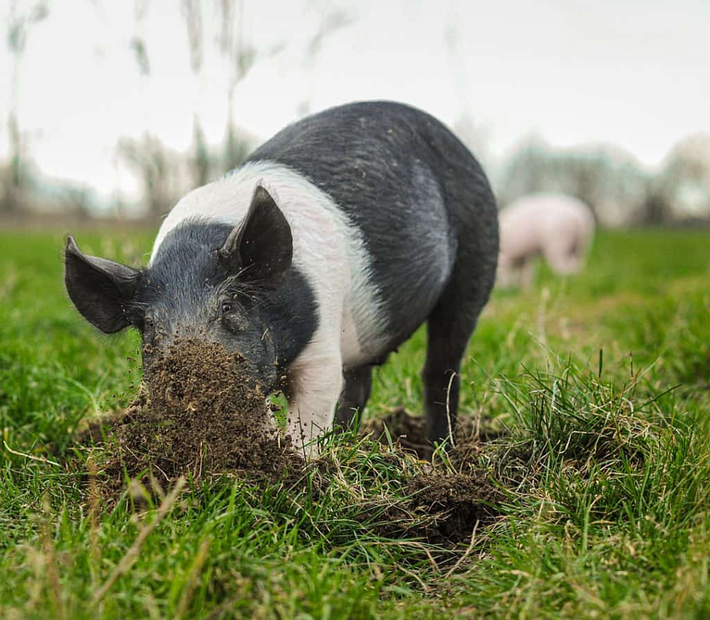 A pig roots up dirt in a grassy pasture.