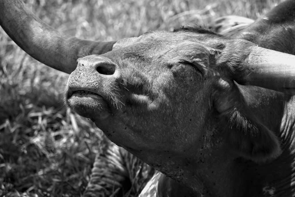 a black and white photo of a steer with long horns is looking up towards the sky with their eyes closed. They look very peaceful.