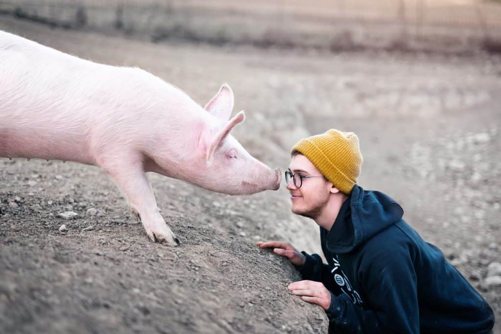 On the left side of the image is a pink pig who is sniffing a person in a yellow hat and navy blue sweatshirt. The person is smiling and is nose to nose with the pig.