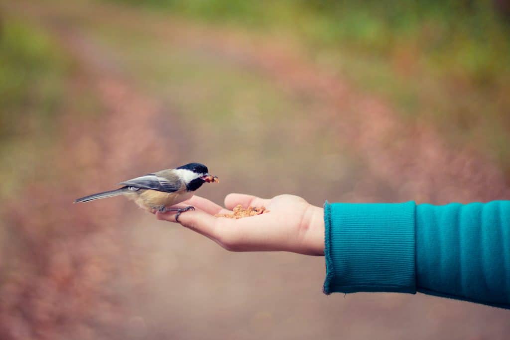 a person's arm is sticking out from the right side of the image with their hand outstretched holding bird seed. There is a bird sitting at the edge of the person's hand eating the seeds.