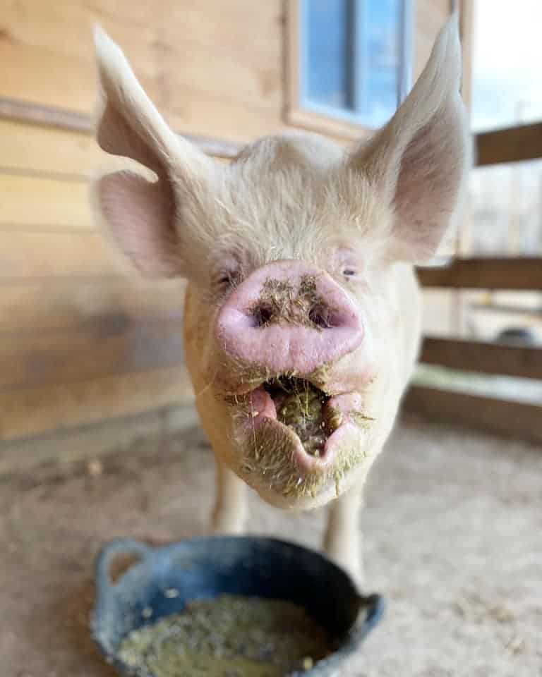 A pig eats from a rubber bowl.