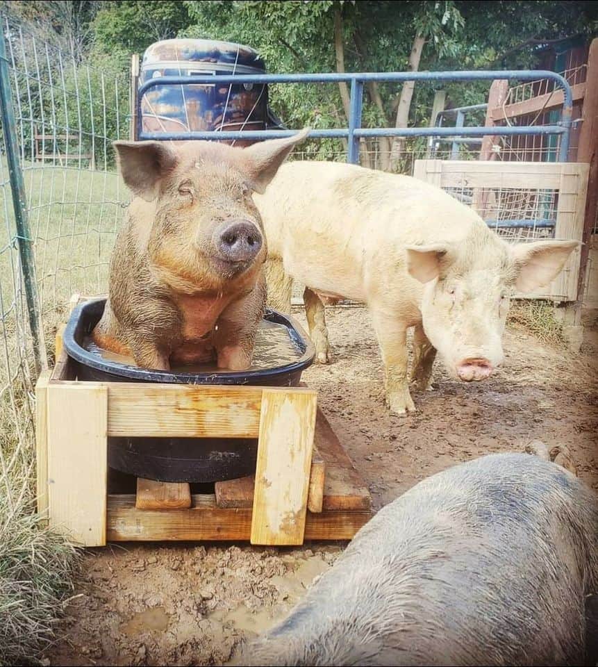 A pig soaks in a water tub that is nestled inside a wooden frame and based.