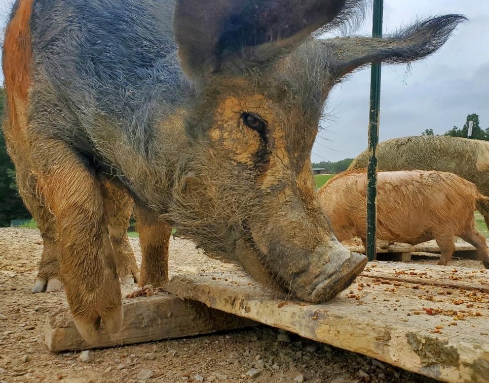A pig eats off a thick wooden platform.