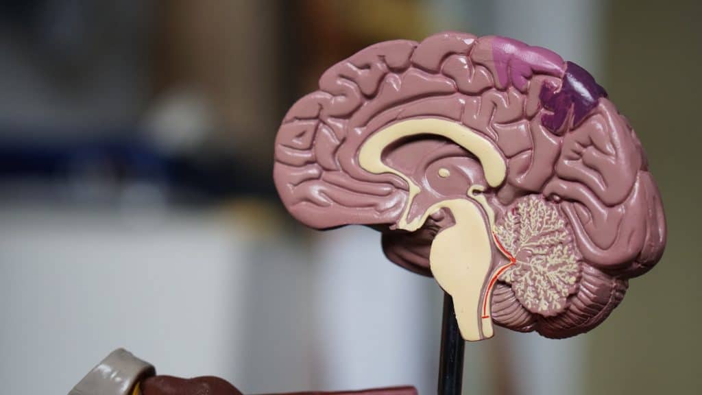 a physical plastic model of the inside of the human brain.