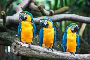 Three blue and gold macaws perch together on a branch.
