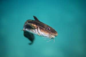 A catfish swims, looking towards the camera.