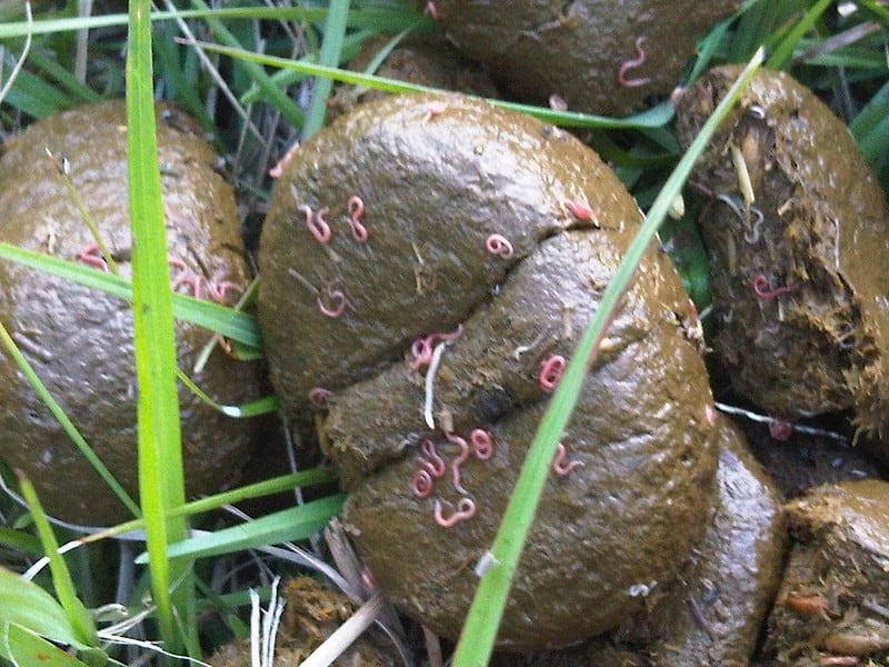 Horse poop with pink worms on it.