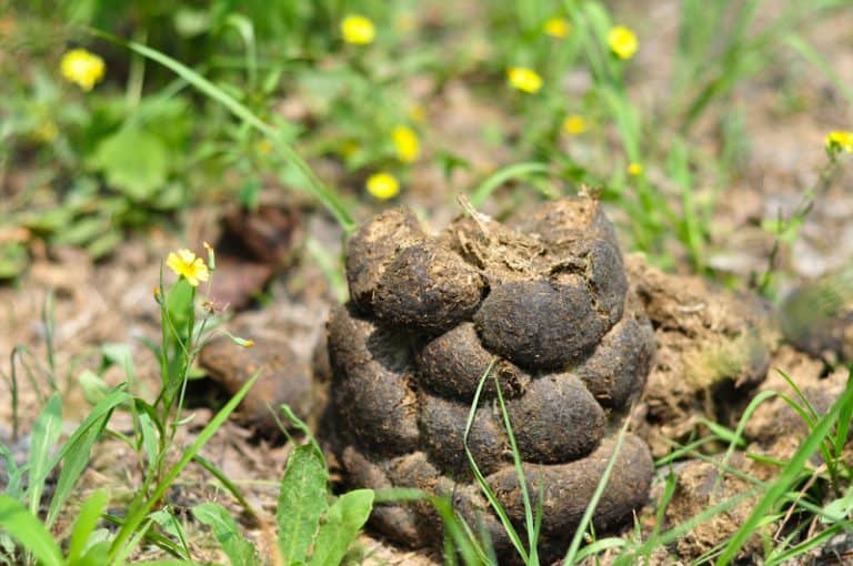 Evaluating Horse Poop What's The (Fecal) Matter? The Open Sanctuary