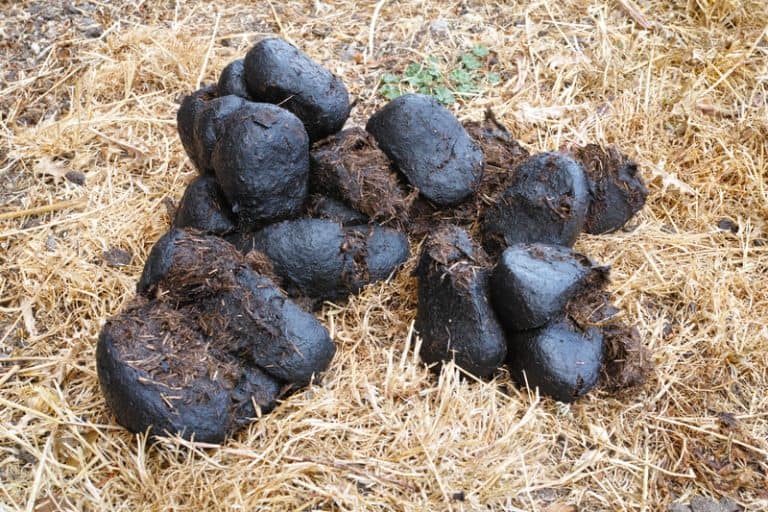 Evaluating Horse Poop What's The (Fecal) Matter? The Open Sanctuary