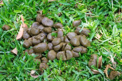 Evaluating Horse Poop: What's The (Fecal) Matter? - The Open Sanctuary ...