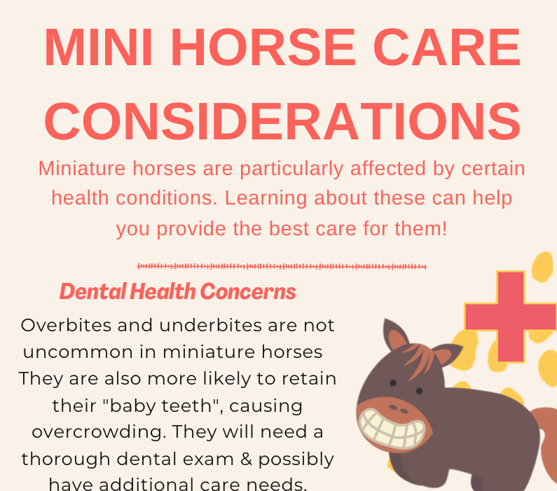Miniature Horse Care Considerations Infographic The Open Sanctuary
