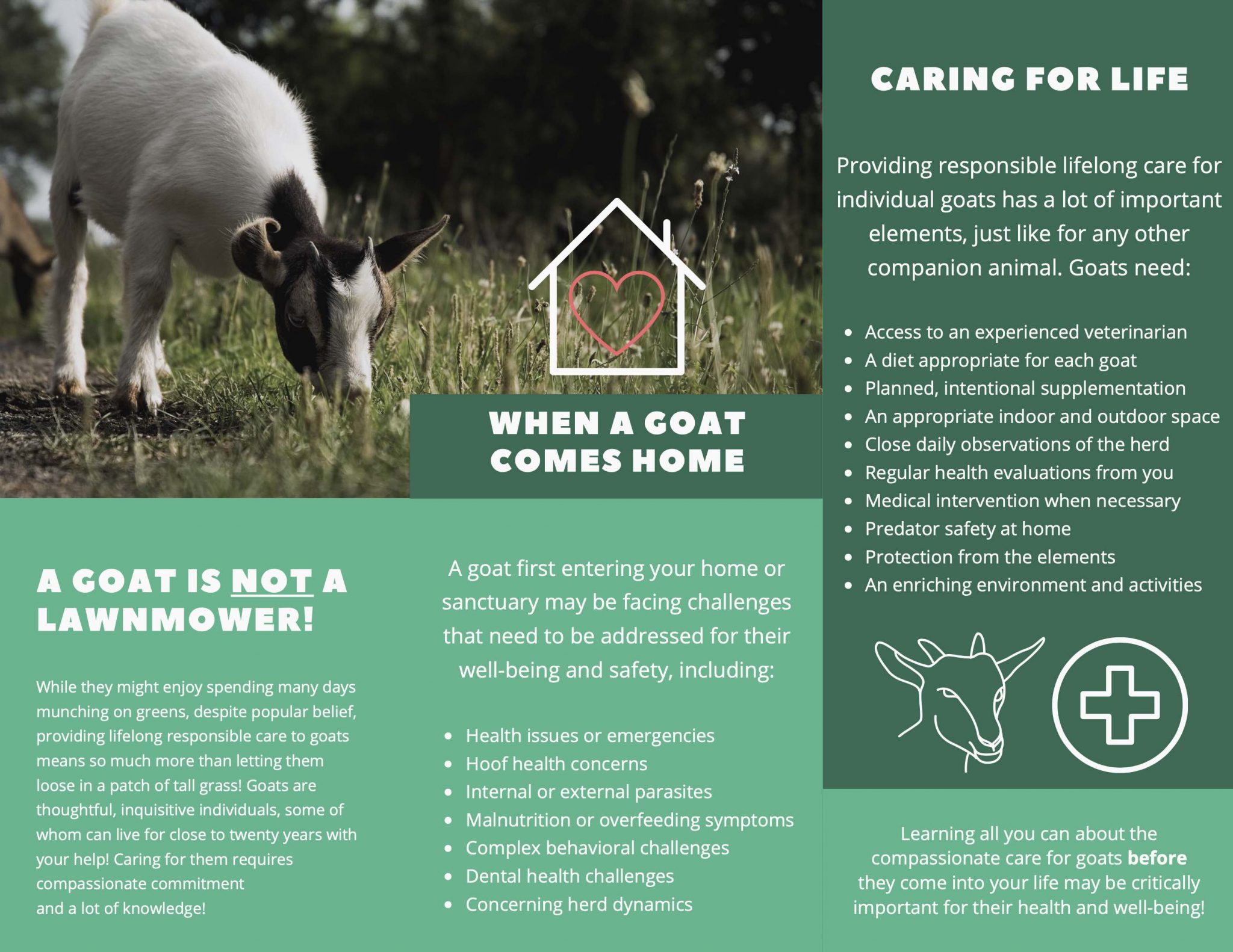 the-open-sanctuary-project-s-so-you-want-to-rescue-a-goat-brochure